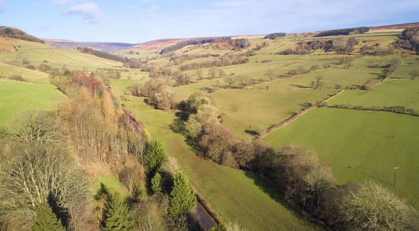 Photo of Willow in Bloom