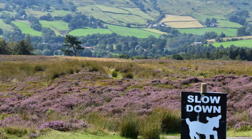 Photo of Willow in Bloom