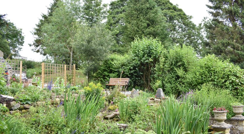 Photo of Willow in Bloom