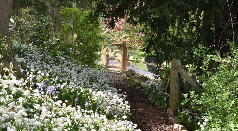 Photo of Willow in Bloom