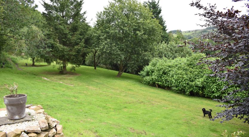 Photo of Willow in Bloom