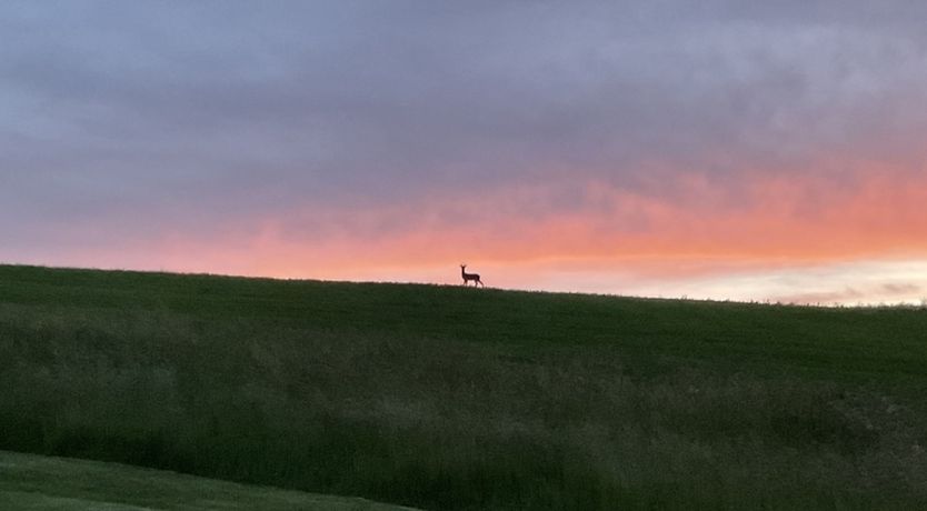 Photo of The Master of Dorset