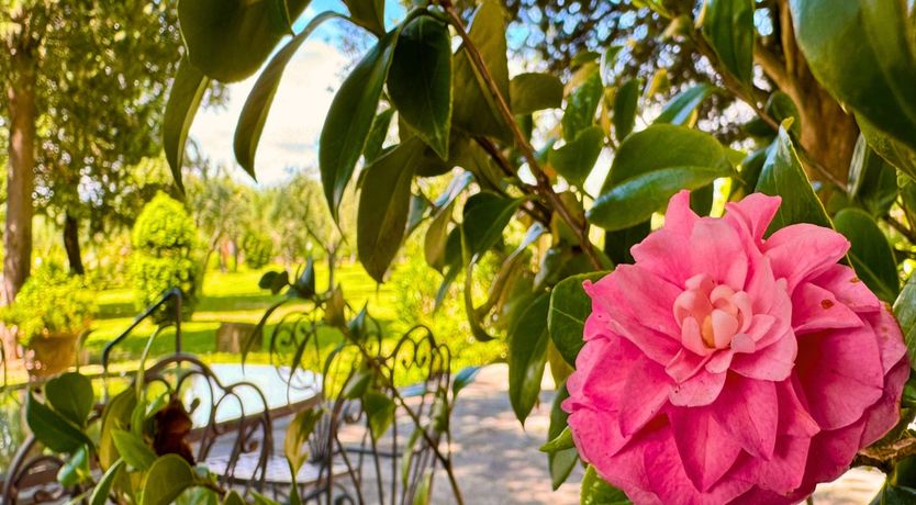 Photo of Tuscan Glory