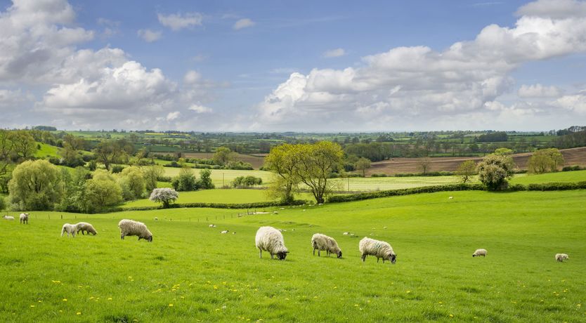 Photo of Quail's Feather