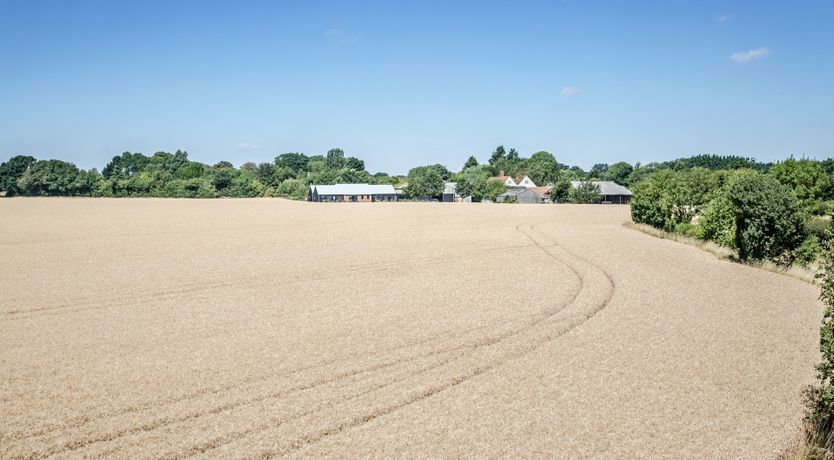 Photo of The Hummingbird's Song