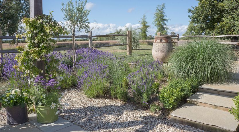 Photo of Scented Lavender