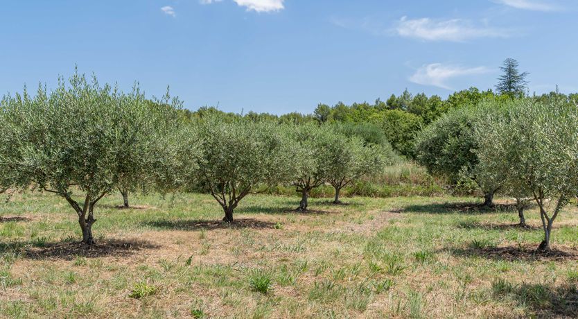 Photo of The Prosecco Garden