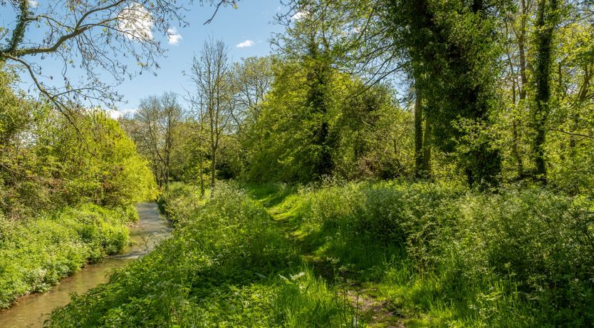 Photo of The Mosswood