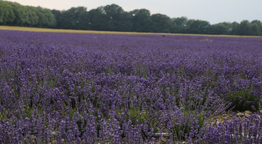 Photo of Folklore & Tradition