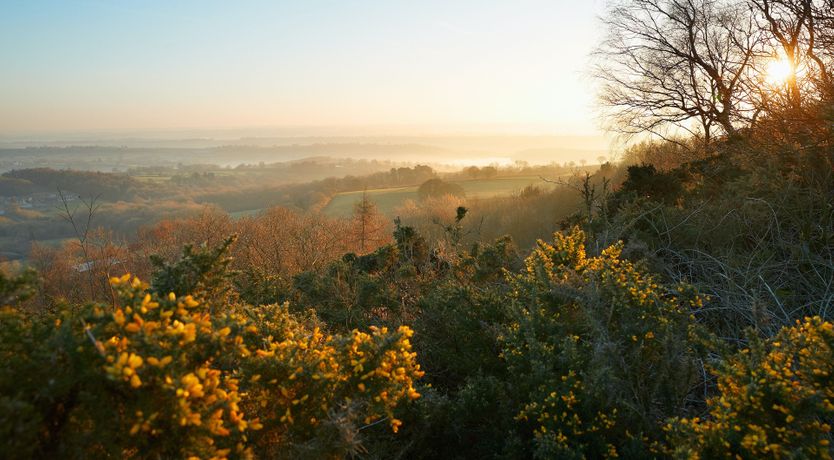 Photo of The Barn Owl's Home
