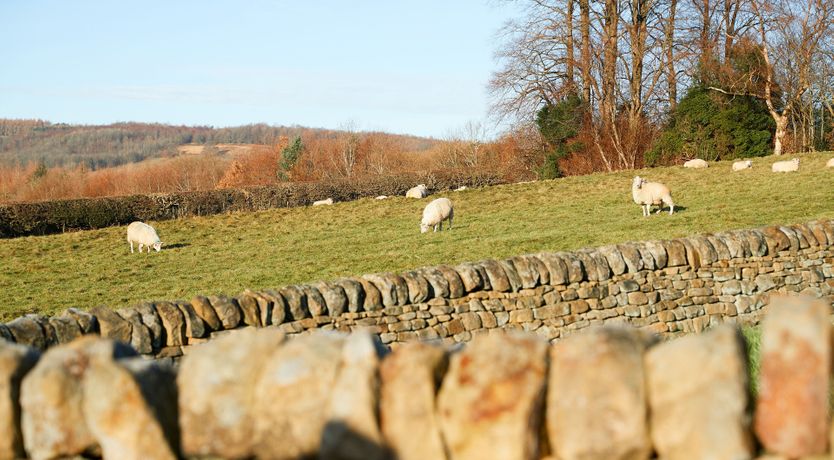 Photo of The Barn Owl's Home
