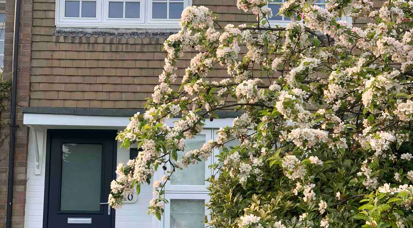 Photo of Coastal Cotton