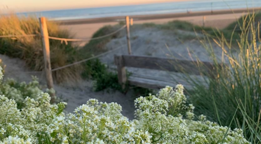 Photo of Coastal Cotton