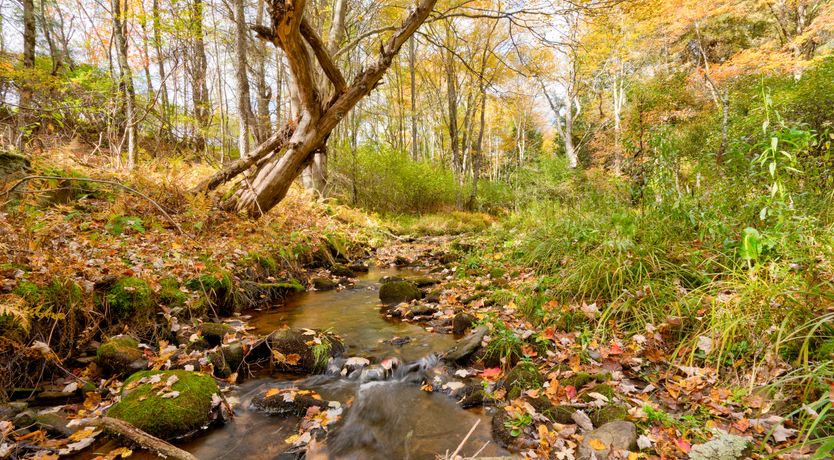 Photo of Dahlia Darling