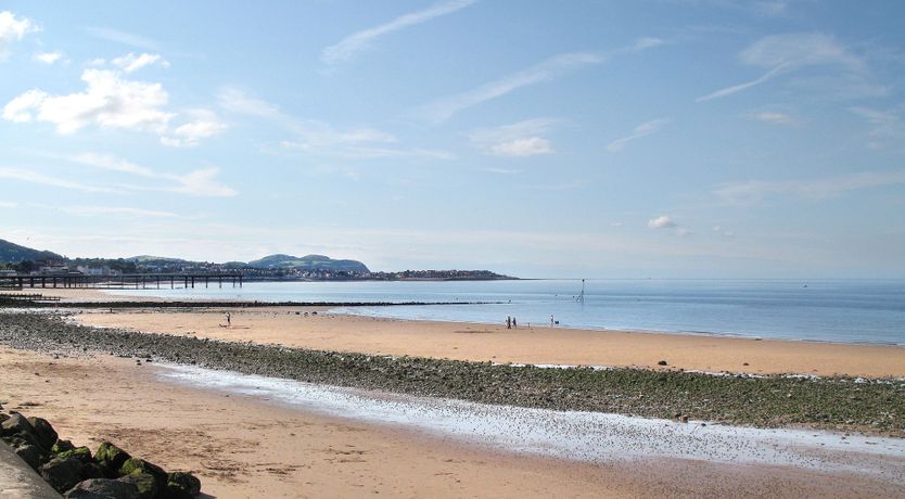 Photo of Little Wren