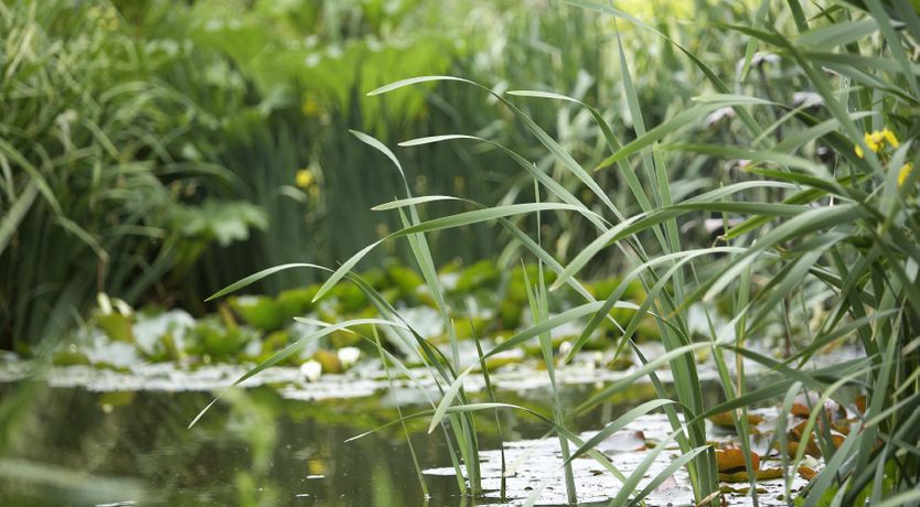 Photo of Lavender & Sage