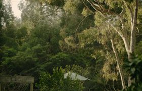 Photo of under-the-ferns