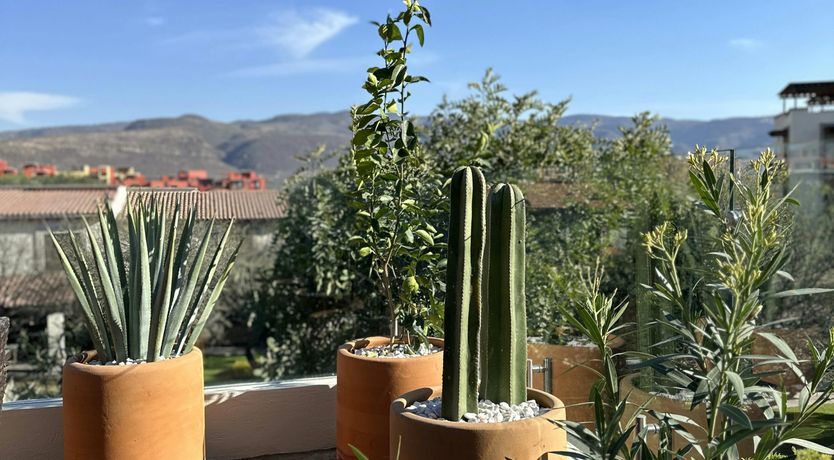 Photo of Dream Treasure