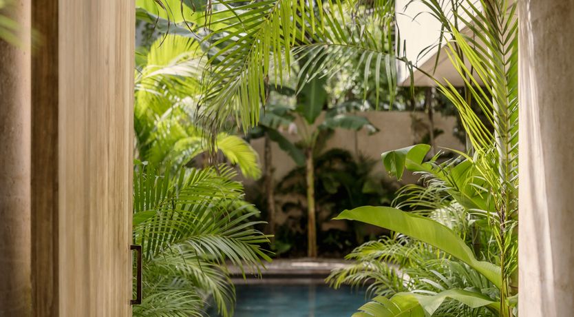 Photo of Jungle Symphony