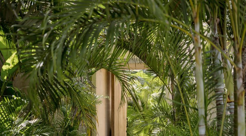 Photo of Jungle Symphony