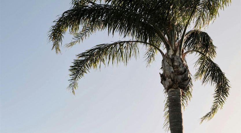 Photo of Palm Residence