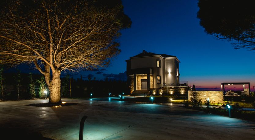 Photo of Olea Europaea