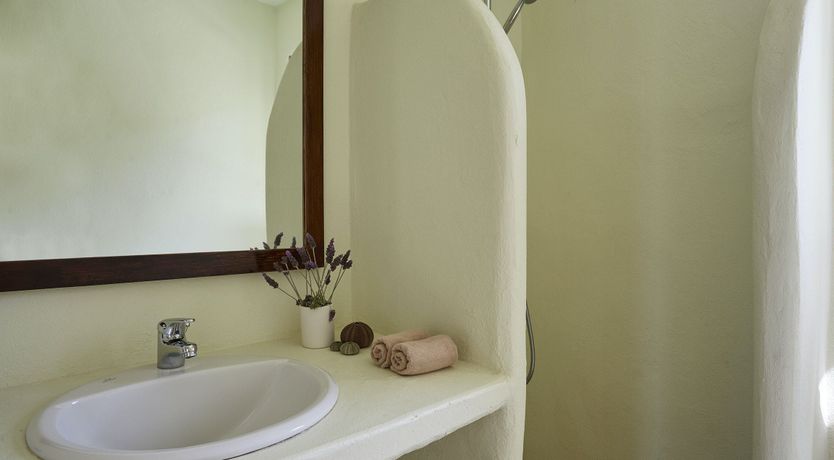 Photo of Among the Olive Branches