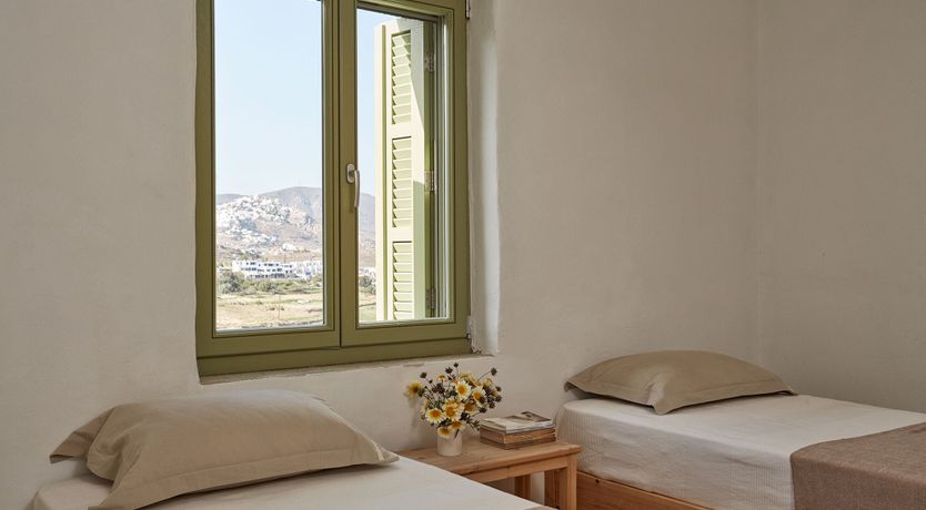 Photo of Among the Olive Branches