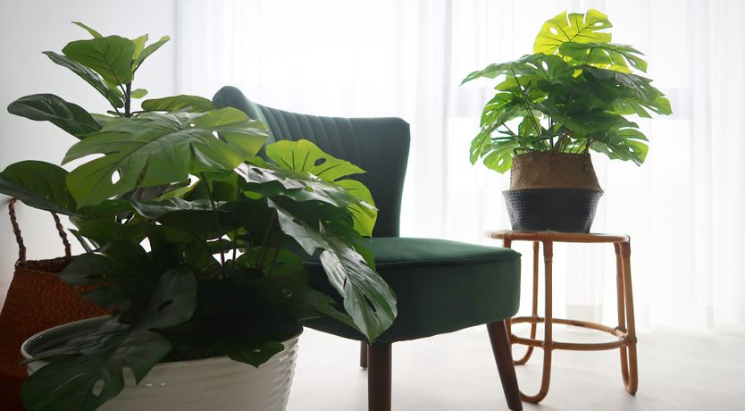 Photo of Paths Between Even Grass