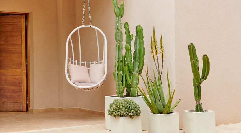 Photo of Sweet Clover