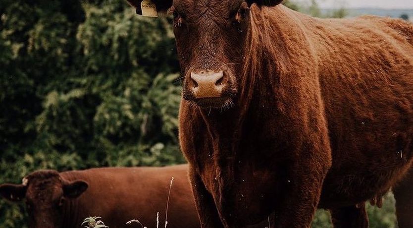 Photo of Oak Hut, Wiveliscombe
