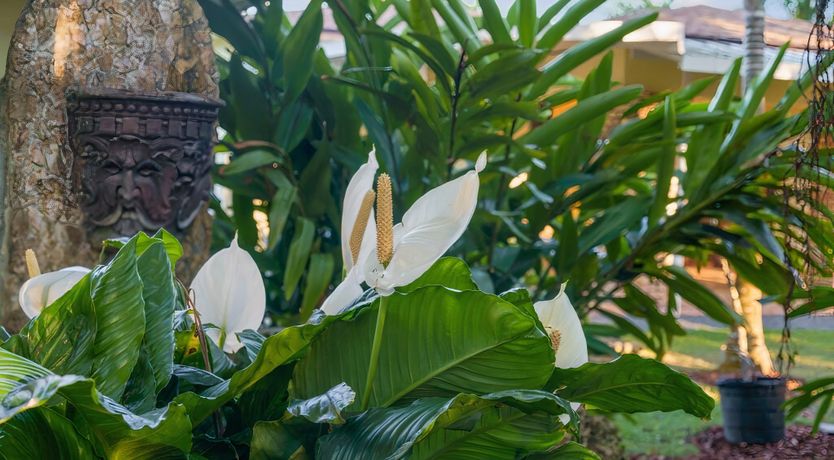 Photo of Key to the Garden