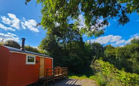 Photo of Red Kite at Wild Valley Huts