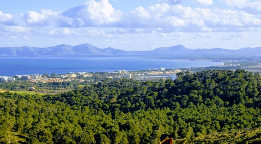 Photo of Honey & Palms