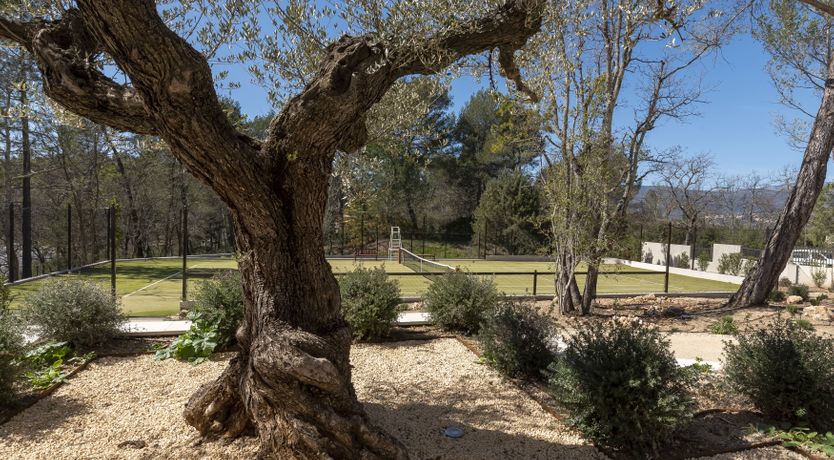 Photo of The Pine Dream