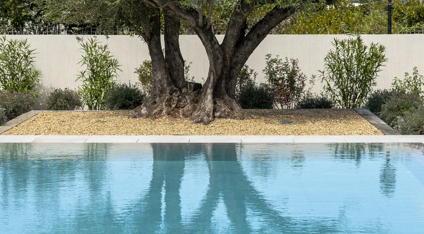 Photo of The Pine Dream