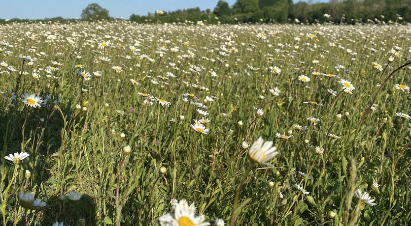 Photo of The Charming Stone