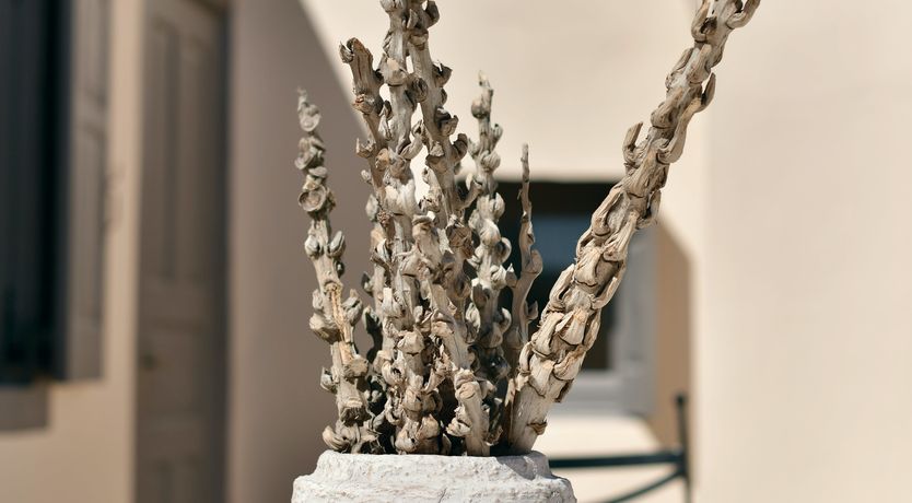 Photo of The Horizon's Cradle