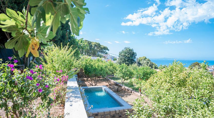 Photo of The Flower of Capri