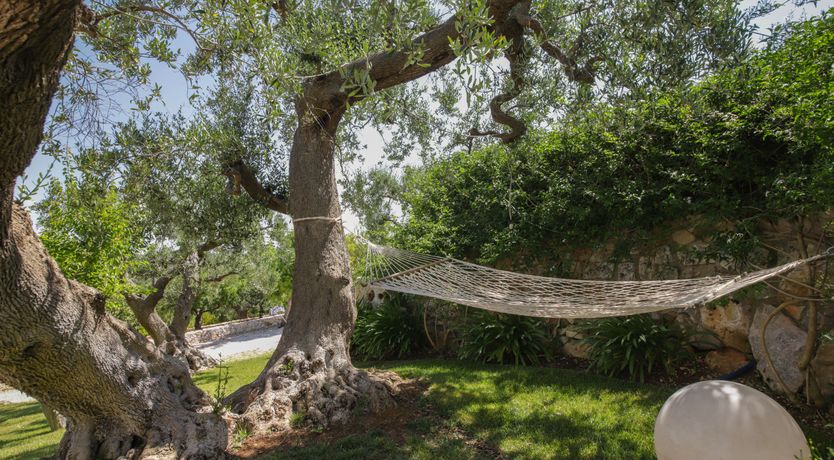 Photo of Olive Orchard Oasis