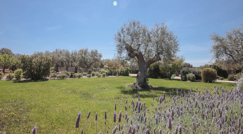 Photo of Amore Puglia