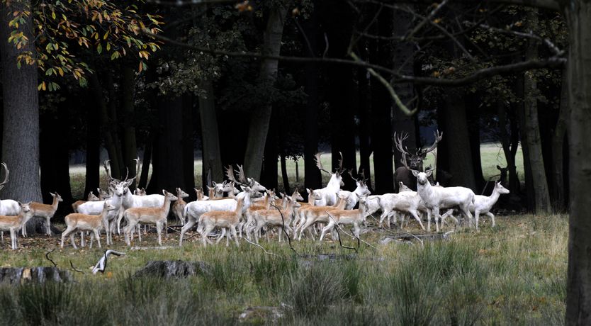 Photo of The Country Slicker