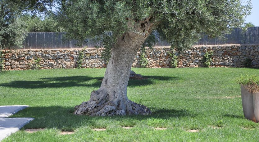 Photo of Olive Whisper