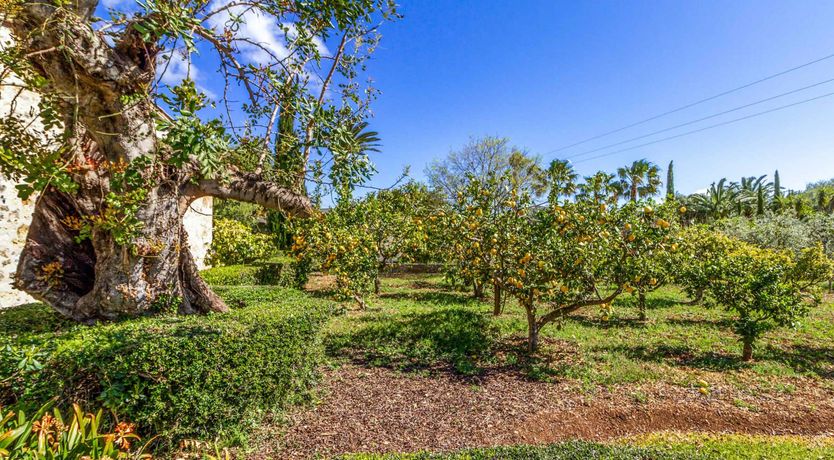 Photo of Mallorcan Oasis