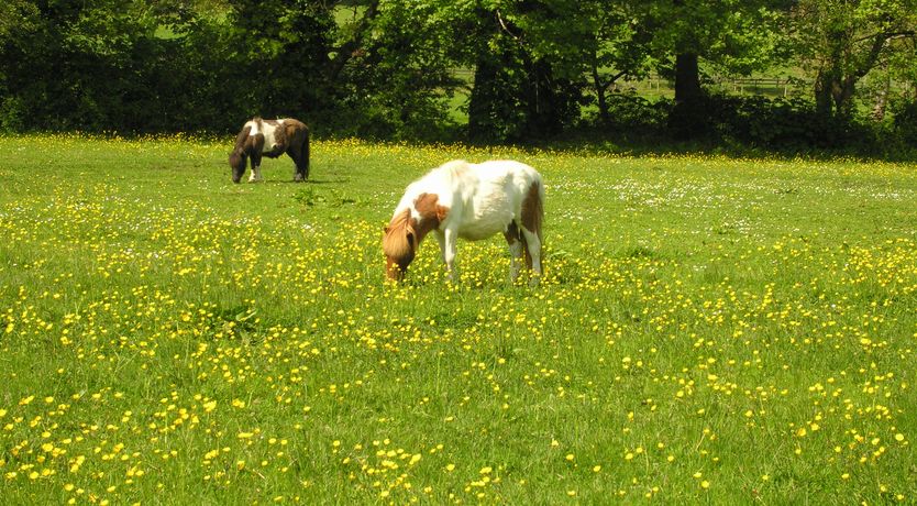 Photo of Withycombe Cottage, Near Dunster