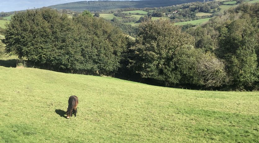 Photo of Syms Cottage, Cutcombe