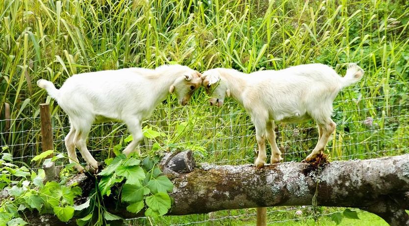 Photo of Peacock Cottage