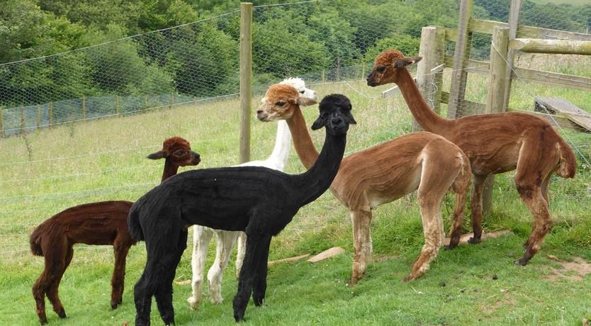 Photo of Peacock Cottage