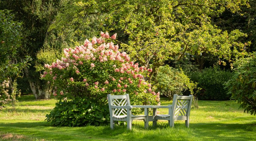 Photo of Sweet Green Grass