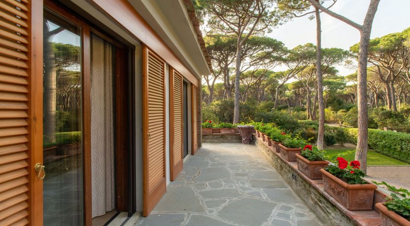 Photo of Tuscan Pine